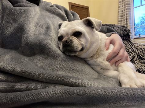 Bailey And I All Snuggled Up Rpuggle