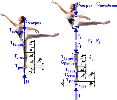 Introduction To Human Biomechanics Internal Forces Physiopedia