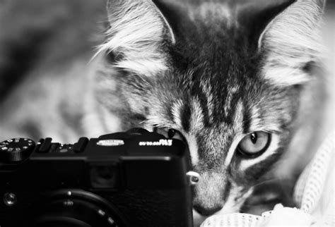 Sfondi : macchina fotografica, bianco e nero, bw, animale domestico ...