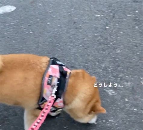 散歩中の柴犬が絶体絶命！ 行く手を阻む白いギャング団「なんやコラ」「やるんかコラ」この後どうなった？｜まいどなニュース