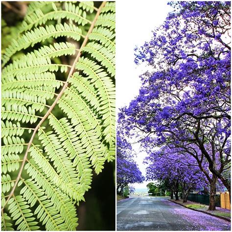 Fotos De Planta De Jacaranda Mimosifolia Palisandro Belleza Y