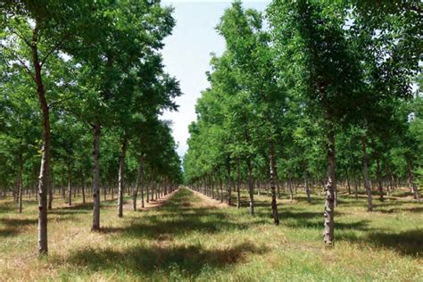 Agroforestry In India. – The Agrotech Daily