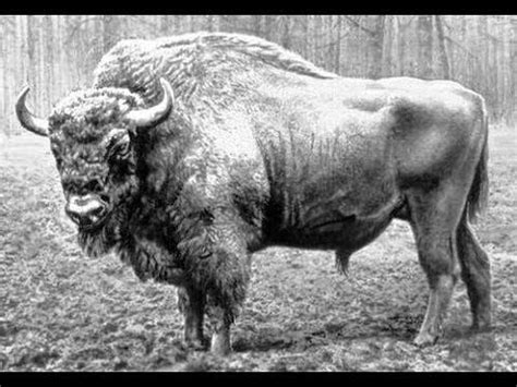 The Caucasian Wisent | Bisontes, Europeos