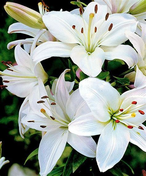 SHARING 20 INSPIRING BEAUTIFUL FASCINATING FLOWERS!!! | Tree lily, Bulb ...