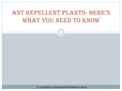 PPT - Ant Repellent Plants- Here’s What You Need To Know PowerPoint ...