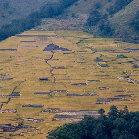 Rice Farming. - buy images of Nepal, stock photography Nepal