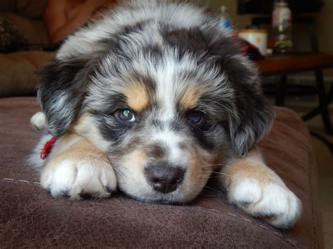 Meet Spud The Most Well Behaved And Photogenic Rescue Aussie Pup