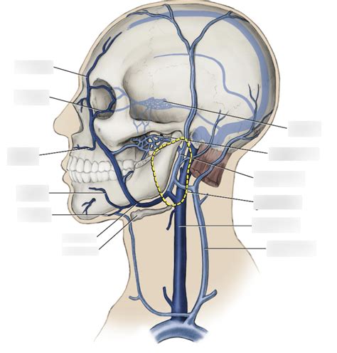 Veins Anatomy Diagram Quizlet