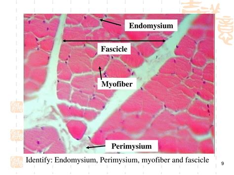 Ppt Understanding Muscular Tissue Composition And Classification