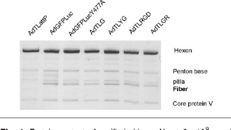 Figure 1 From Role Of The Putative Heparan Sulfate Glycosaminoglycan