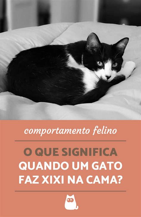 O Que Significa Quando Um Gato Faz Xixi Na Cama Gatos De Estima O