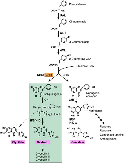 Frontiers Genome Wide Identification Of Chalcone Reductase Gene