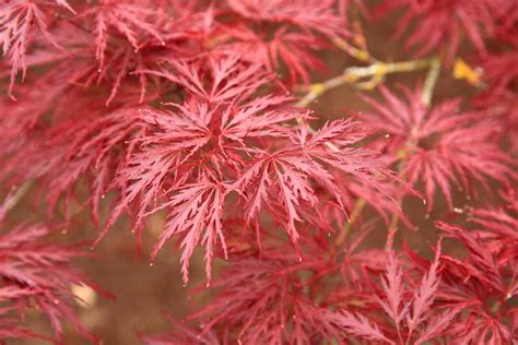 How To Grow Japanese Maple Trees In Pots And Containers