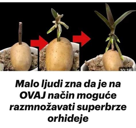 Malo ljudi zna da je na OVAJ način moguće razmnožavati superbrze