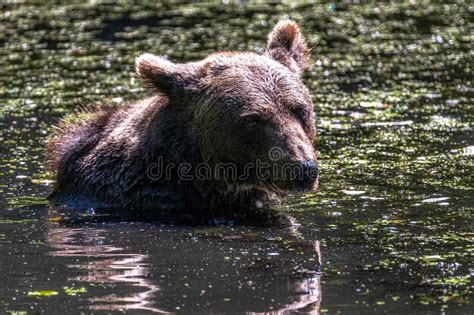 Eurasian Brown Bear stock photo. Image of finnish, forest - 259535144