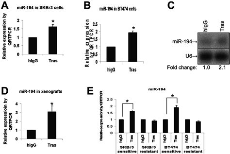 Trastuzumab Upregulates Mir Expression In Vitro And In Vivo