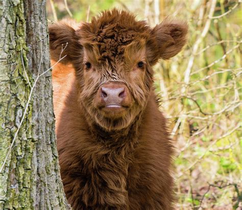 Scottish highland cow calf Photograph by Tosca Weijers