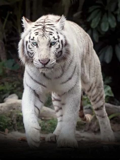 Places To Spot White Tiger In India - News24