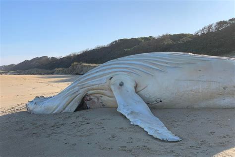 Rare White Whale Spotted Is It The World Famous Migaloo