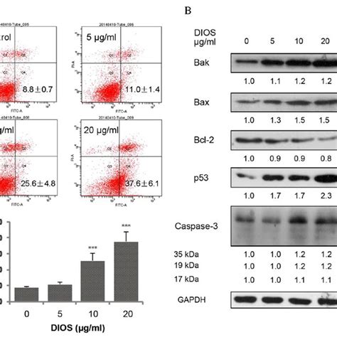 Dios Promotes Apoptosis In Hepg2 Cells Via Activation Of Caspase 3 A