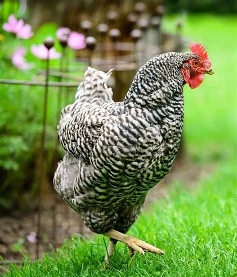 19 Best Dual Purpose Chicken Breeds (List with Pictures)