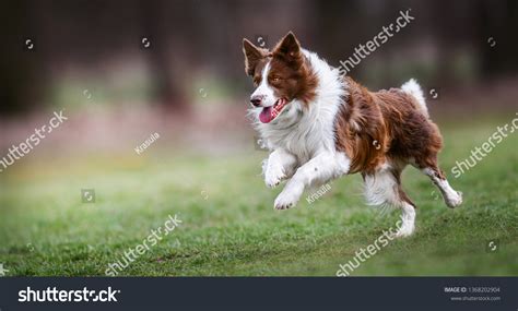 3,389 Red And White Border Collie In Nature Images, Stock Photos ...