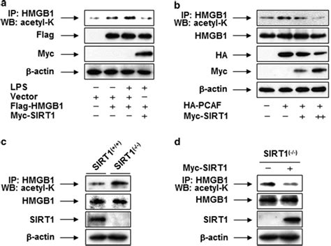 Acetylated Hmgb1 Is An Effective Substrate For Sirt1 A Hek293t Cells