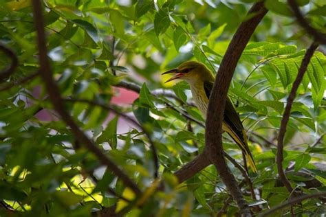 Burung Oriole Emas Eurasia Foto Gratis Di Pixabay Pixabay