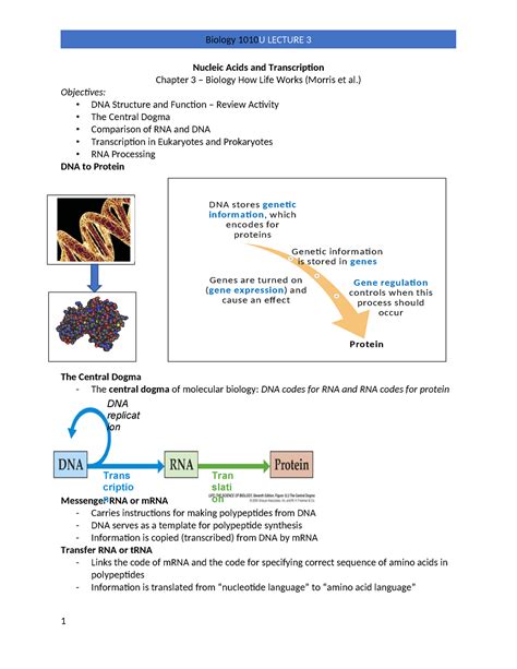 Bio L Notes Nucleic Acids And Transcription Chapter Biology How