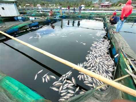 Fenomena Alam Sebabkan Ikan Mati Massal Dinas Perikanan Lambar Akan