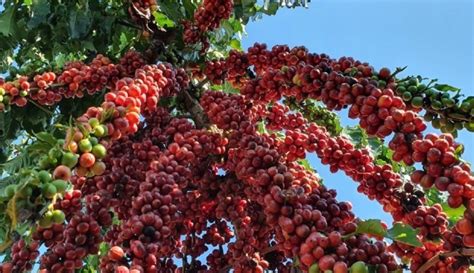 Indicador do café robusta bate novo recorde A Trombeta