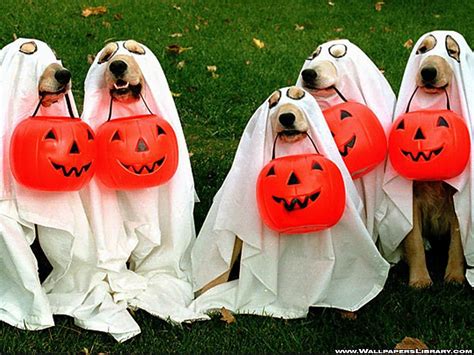 Cute Halloween Dogs Wallpapers - Wallpaper Cave