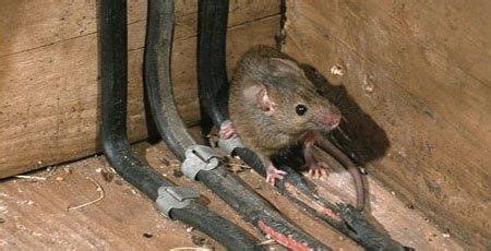 Pest-Control-Mice - JAPCO Pest Control Ltd.