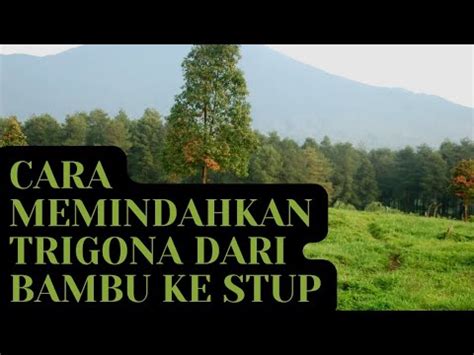 Lebah Trigona Cara Memindahkan Lebah Trigona Dari Bambu Ke Stup