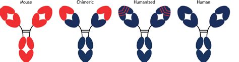 Antibody Humanization for Infectious Disease Serological Assay ...