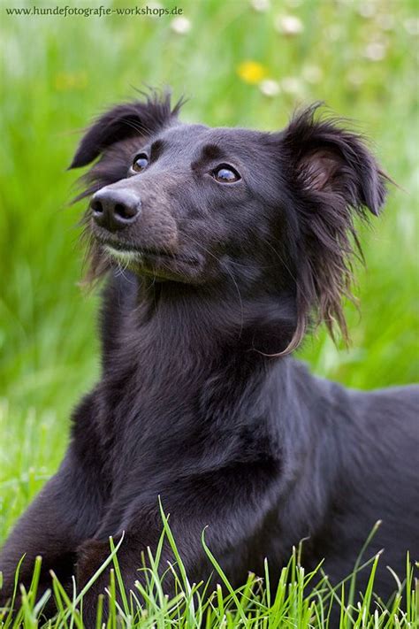 Beautiful Black Long Haired Whippet Whippet Dog Dog Runs Designer