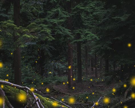 Firefly Overlays Adobe Photoshop Overlays Fire Fly Light Etsy Australia