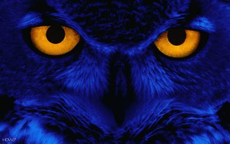 Blue Owl Wallpapers Top Free Blue Owl Backgrounds Wallpaperaccess