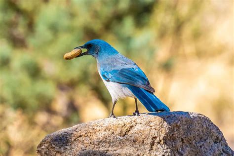 The Most Common Birds That Eat Dead Animals A Z Animals