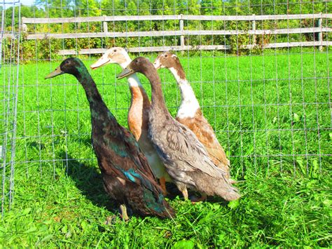 Indian Runner Ducks – Feathered Acres