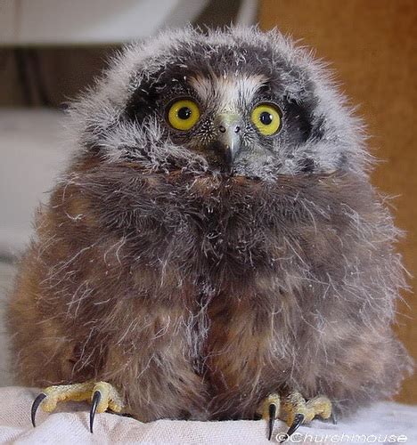 Morepork Chick Ruru Owl Flickr Photo Sharing