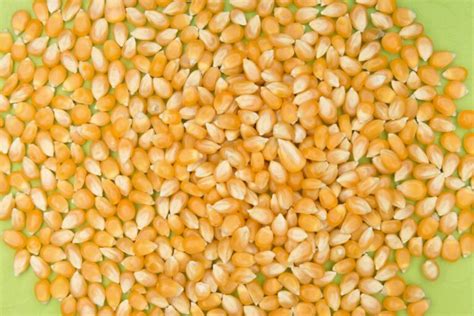 Can You Eat Raw Corn to Survive? Is it Safe? - Modern Survival Online