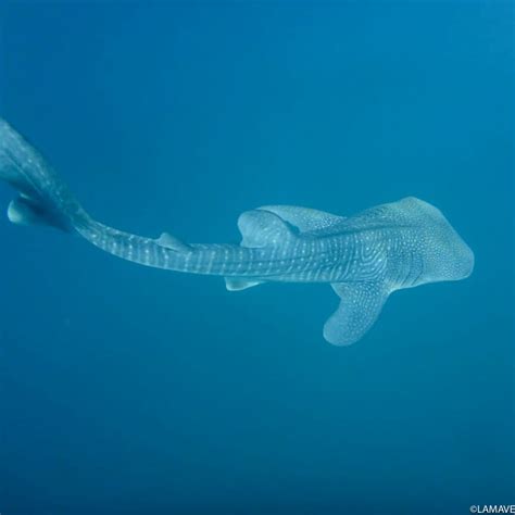 Baby whale shark discovered in Donsol, Philippines — Large Marine ...