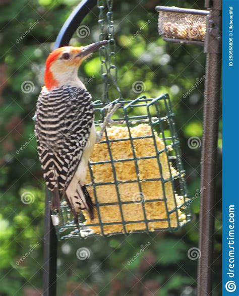 Rare woodpecker stock image. Image of parakeet, jungle - 250568805