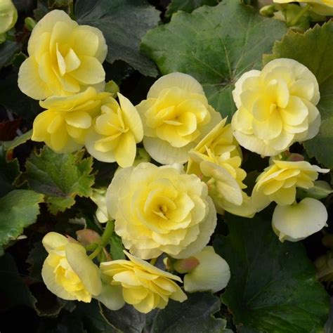 Бегония соления желтая от производителя. Begonia Solenia Yellow купить ...