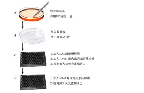 Dual Luciferase Reporter Gene Assay Kit 11402es品牌：yeasenchina 盖德化工网