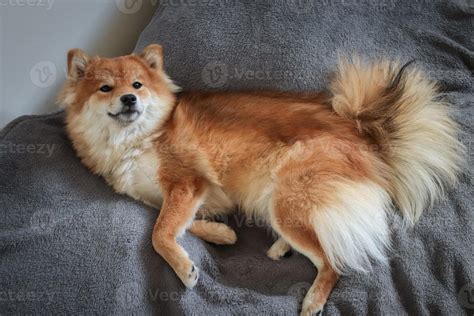 Portrait of japanese red dog shiba inu. Cute beautiful dog and fluffy ...