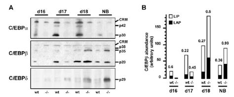 Cebpa Western Blot Gene Expression Assay Gxd