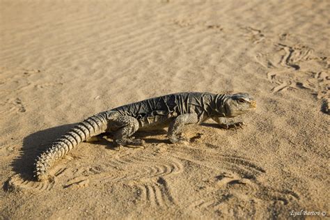 Egyptian Mastigure Uromastyx aegyptia חרדון צב Eyal Bartov Flickr