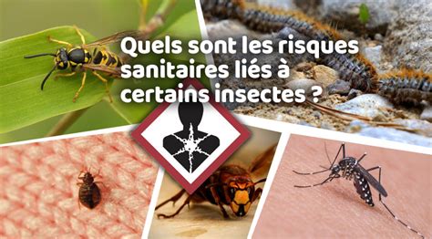 Les risques sanitaires liés aux insectes Callisto Hygiène